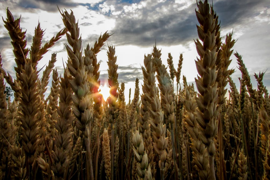 зображення 2025 12 09 021942586